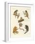 Strange Monkeys-null-Framed Giclee Print