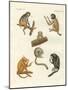 Strange Monkeys-null-Mounted Giclee Print