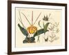 Strange Plants-null-Framed Giclee Print