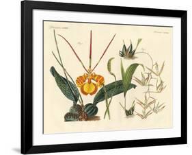 Strange Plants-null-Framed Giclee Print