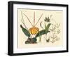 Strange Plants-null-Framed Giclee Print