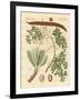 Strange Plants-null-Framed Giclee Print