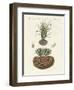 Strange Plants-null-Framed Giclee Print