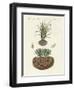 Strange Plants-null-Framed Giclee Print