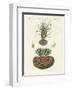 Strange Plants-null-Framed Giclee Print