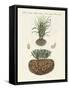 Strange Plants-null-Framed Stretched Canvas