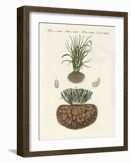 Strange Plants-null-Framed Giclee Print