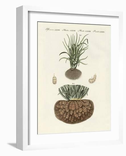 Strange Plants-null-Framed Giclee Print