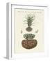 Strange Plants-null-Framed Giclee Print