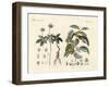 Strange Plants-null-Framed Giclee Print