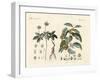 Strange Plants-null-Framed Giclee Print