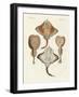 Strange Rays-null-Framed Giclee Print