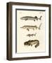 Strange River Fish-null-Framed Giclee Print