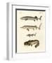 Strange River Fish-null-Framed Giclee Print