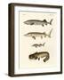 Strange River Fish-null-Framed Giclee Print