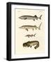 Strange River Fish-null-Framed Giclee Print