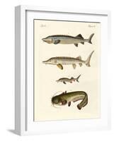 Strange River Fish-null-Framed Giclee Print