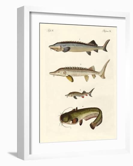 Strange River Fish-null-Framed Giclee Print