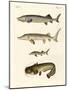 Strange River Fish-null-Mounted Giclee Print