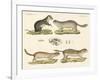 Strange Rodents-null-Framed Giclee Print