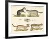 Strange Rodents-null-Framed Giclee Print