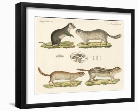 Strange Rodents-null-Framed Giclee Print