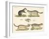 Strange Rodents-null-Framed Giclee Print