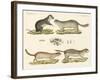 Strange Rodents-null-Framed Giclee Print