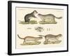 Strange Rodents-null-Framed Giclee Print