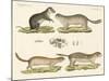 Strange Rodents-null-Mounted Giclee Print