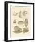 Strange Sea-Snails-null-Framed Giclee Print