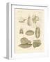 Strange Sea-Snails-null-Framed Giclee Print