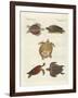 Strange Sea-Turtles-null-Framed Giclee Print