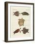 Strange Sea-Turtles-null-Framed Giclee Print