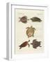 Strange Sea-Turtles-null-Framed Giclee Print