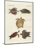 Strange Sea-Turtles-null-Mounted Giclee Print