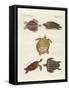 Strange Sea-Turtles-null-Framed Stretched Canvas