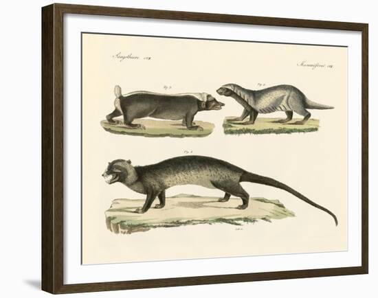 Strange Skunks-null-Framed Giclee Print