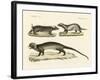 Strange Skunks-null-Framed Giclee Print