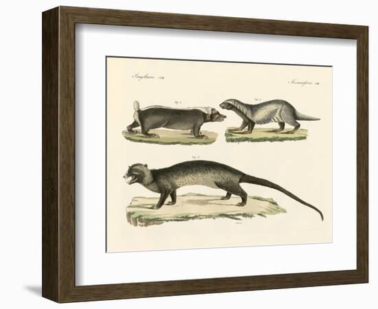 Strange Skunks-null-Framed Giclee Print