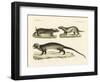 Strange Skunks-null-Framed Giclee Print