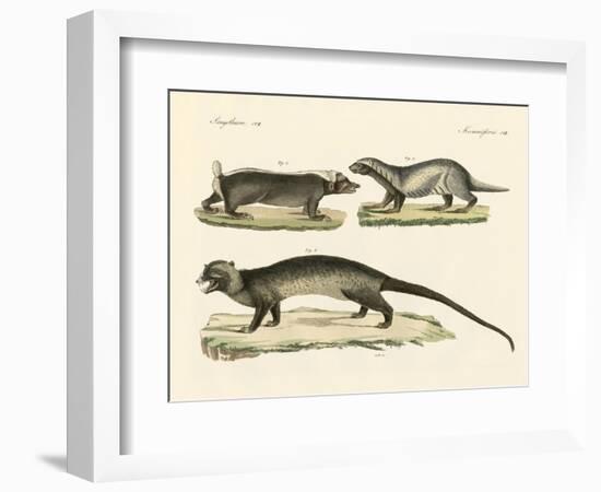 Strange Skunks-null-Framed Giclee Print