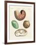 Strange Snails and Clams-null-Framed Giclee Print