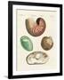 Strange Snails and Clams-null-Framed Giclee Print