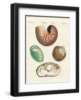 Strange Snails and Clams-null-Framed Premium Giclee Print