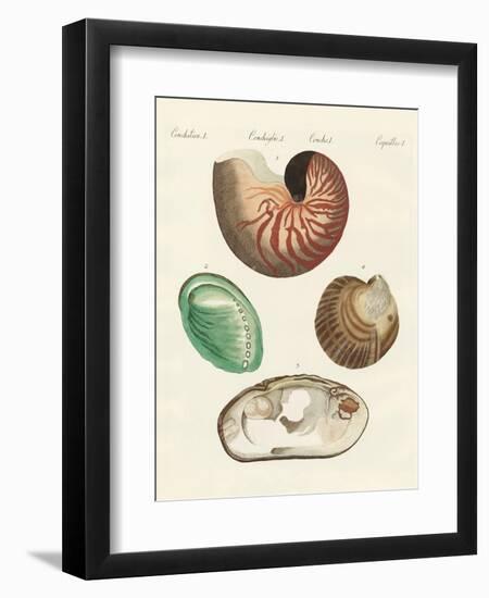 Strange Snails and Clams-null-Framed Premium Giclee Print