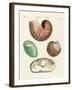 Strange Snails and Clams-null-Framed Giclee Print