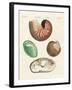 Strange Snails and Clams-null-Framed Giclee Print