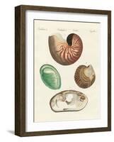 Strange Snails and Clams-null-Framed Giclee Print