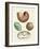 Strange Snails and Clams-null-Framed Giclee Print